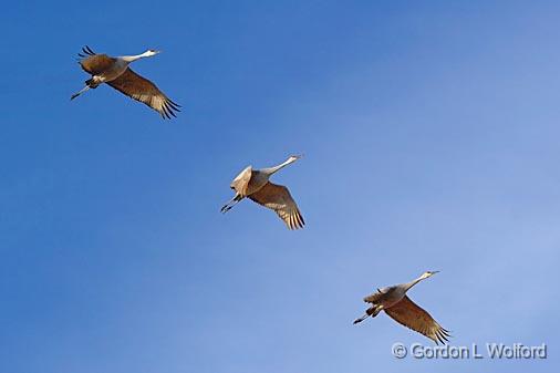 Sandhills In Flight_73535.jpg - Sandhill Cranes (Grus canadensis) photographed in the Bosque del Apache National Wildlife Refuge near San Antonio, New Mexico, USA.